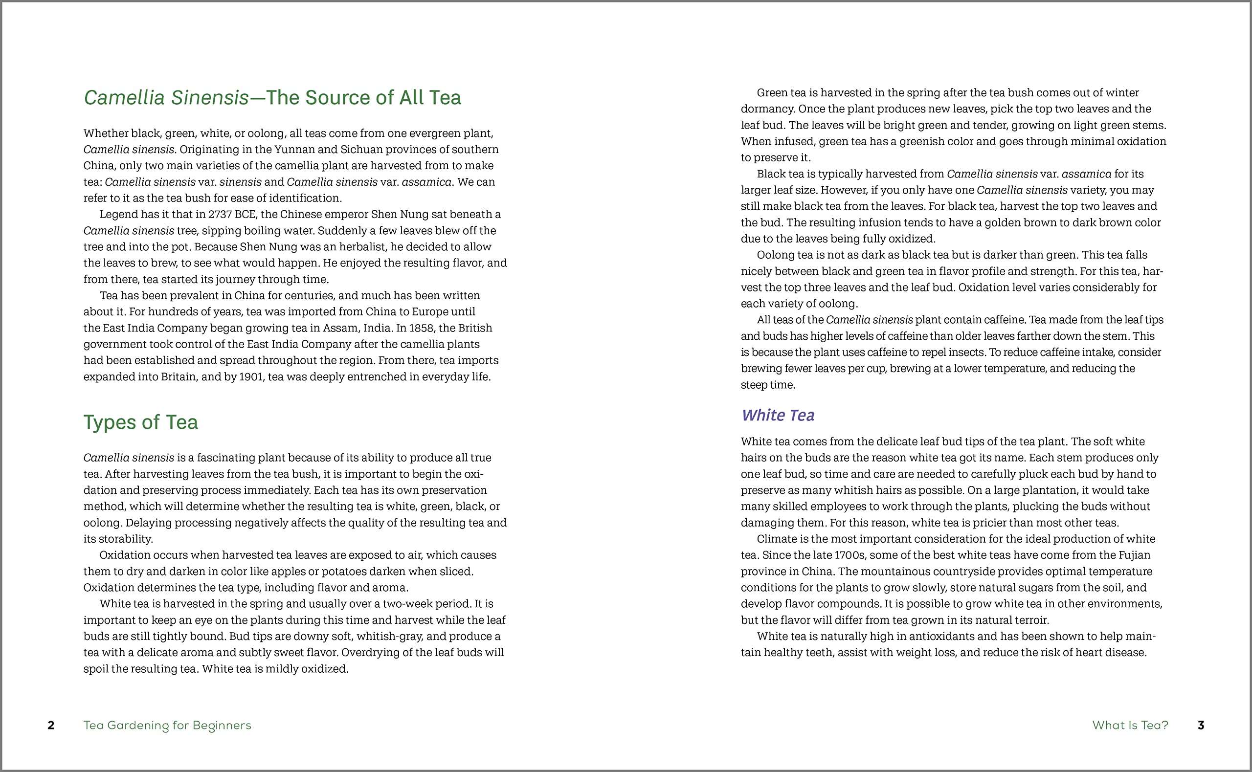 Tea Gardening for Beginners: Learn to Grow, Blend, and Brew Your Own Tea At Home