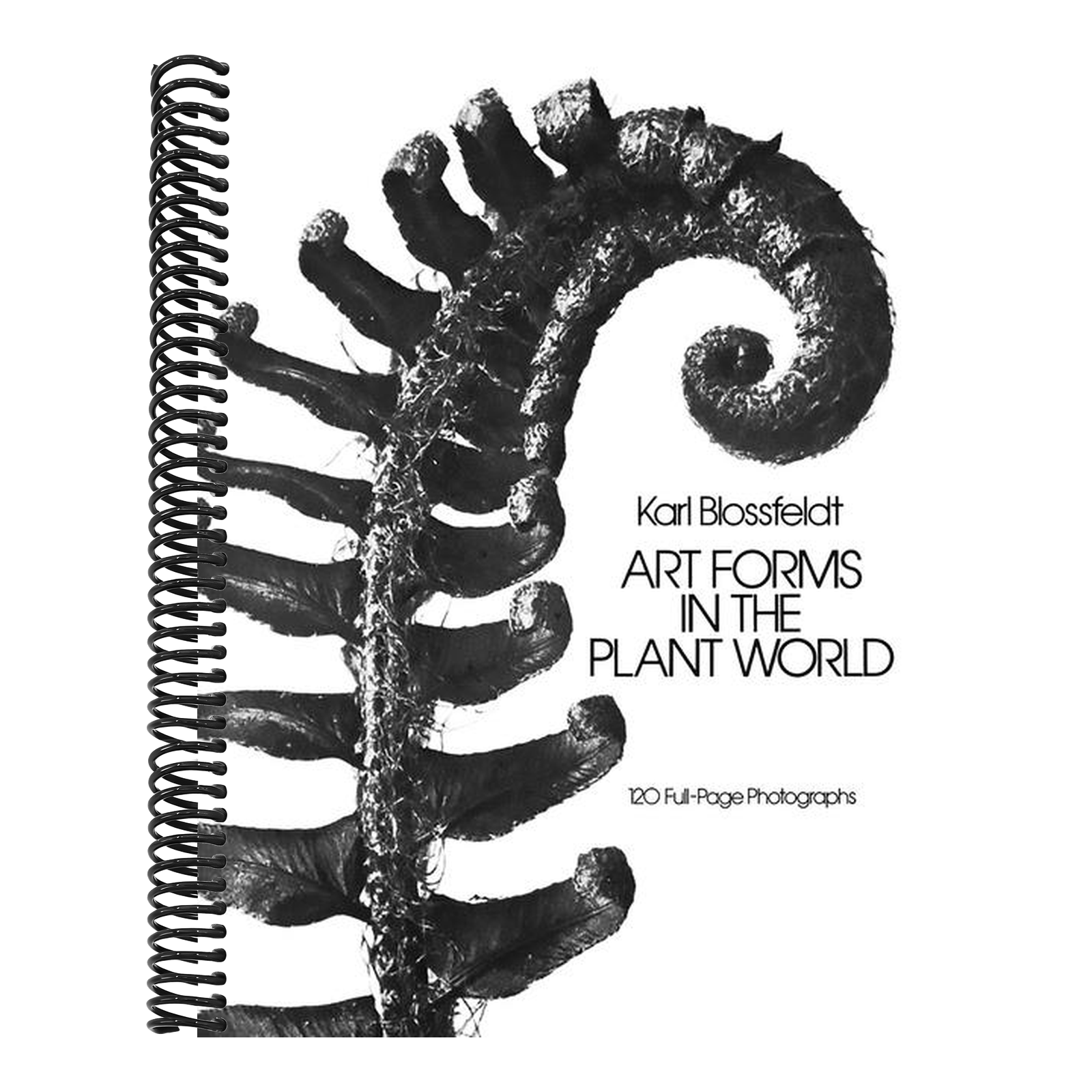 Art Forms in the Plant World