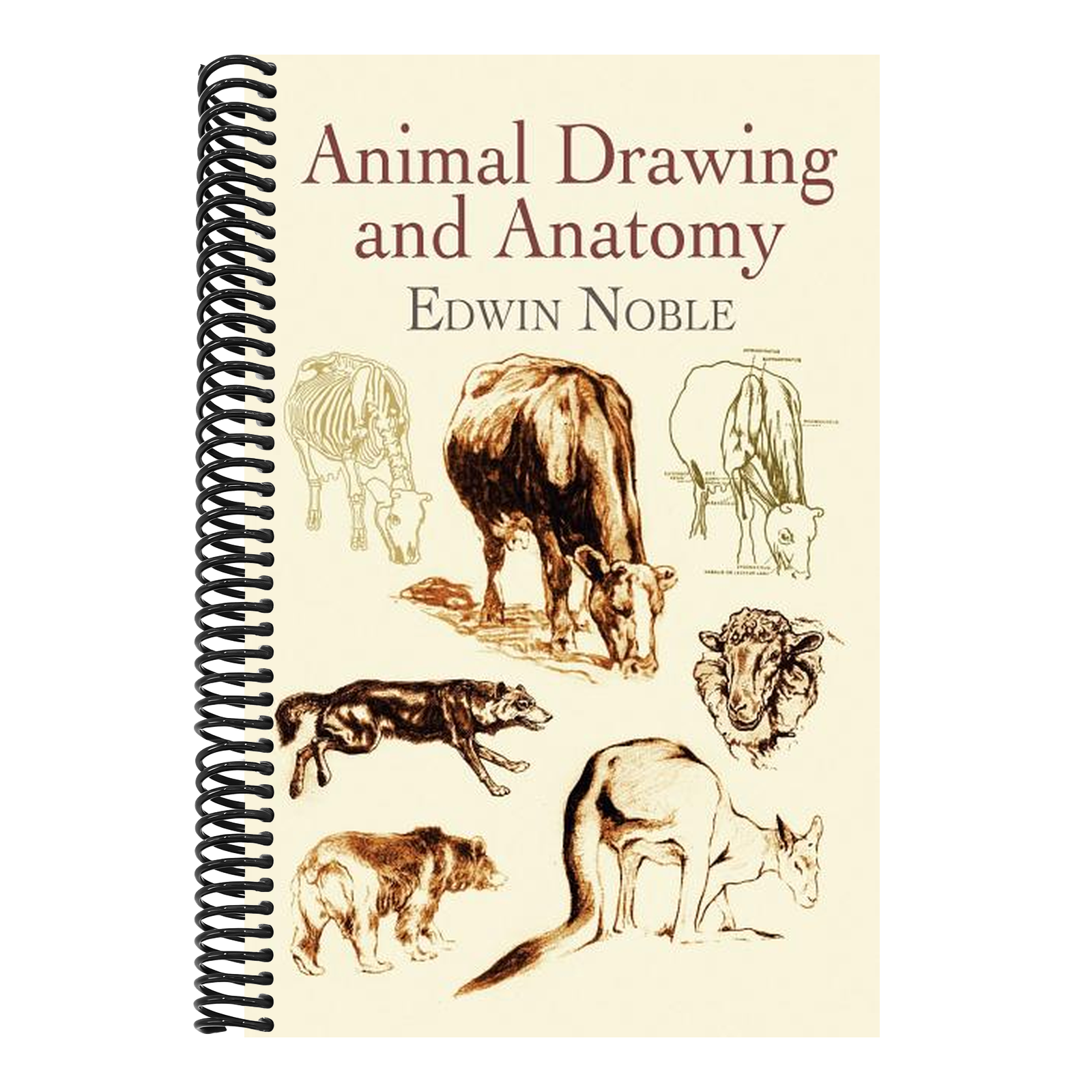 Animal Drawing and Anatomy