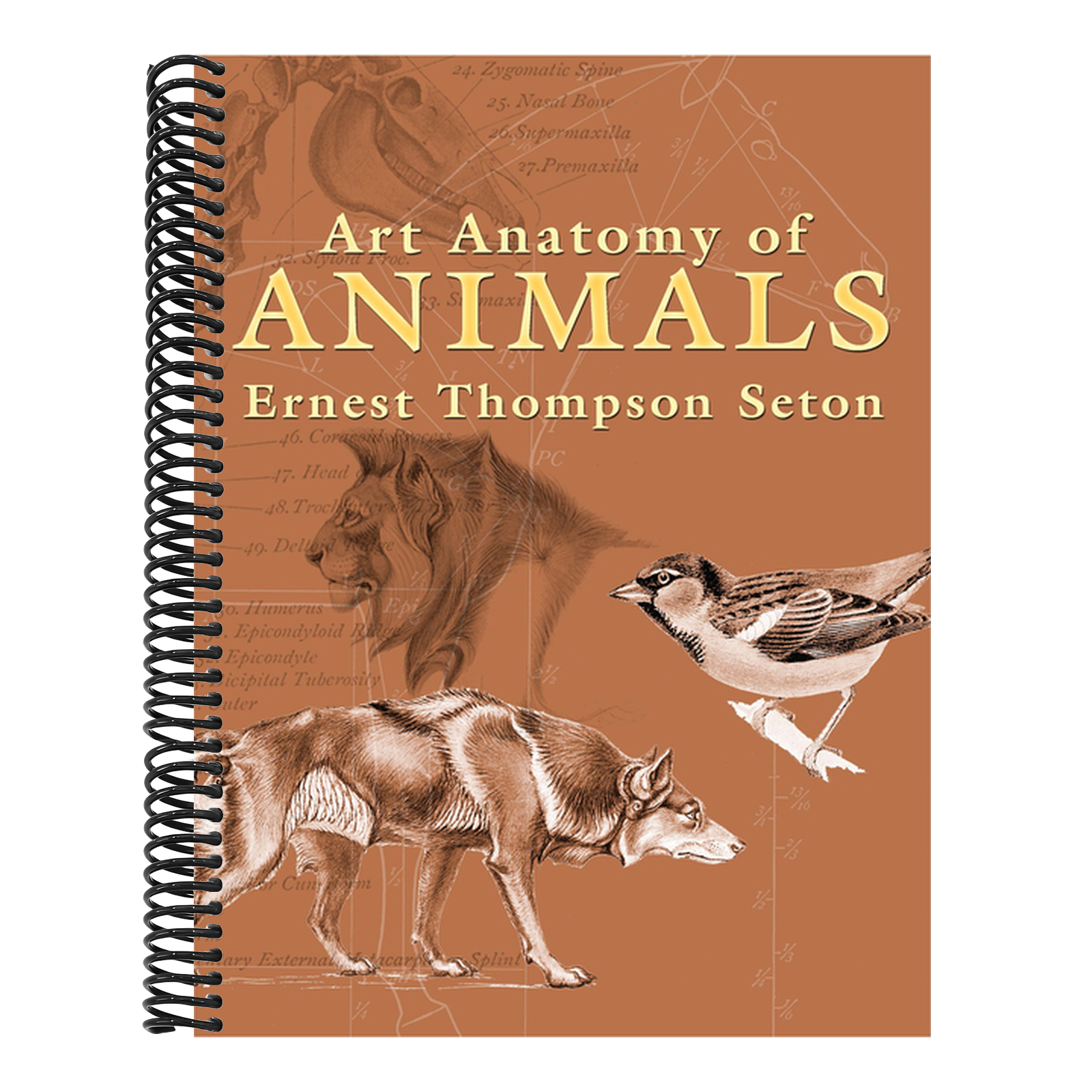 Art Anatomy of Animals