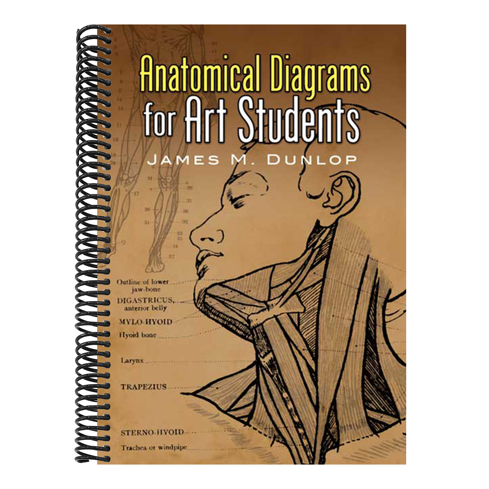 Anatomical Diagrams for Art Students