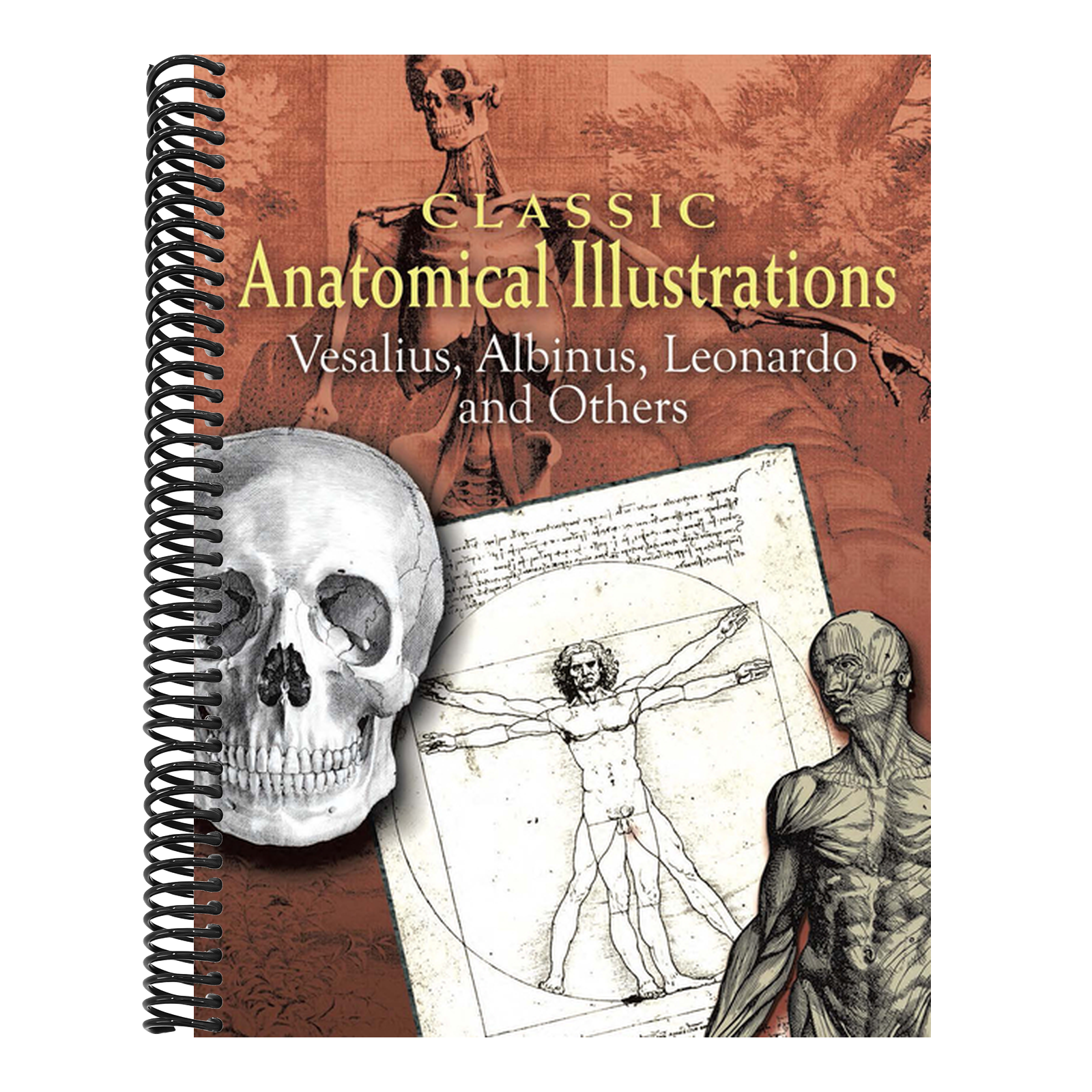 Classic Anatomical Illustrations: Vesalius, Albinus, Leonardo and Others